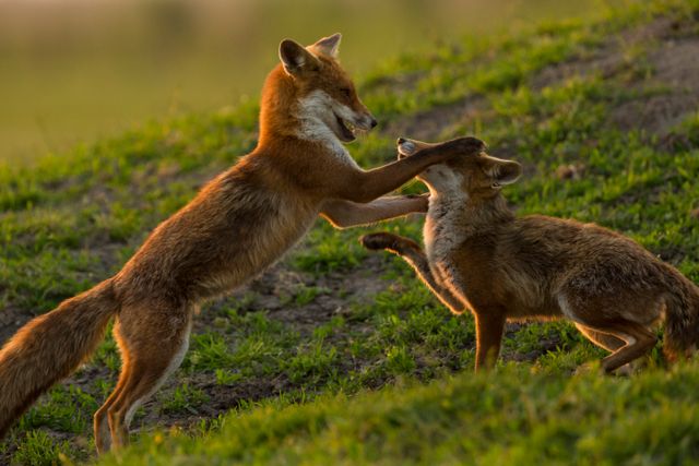 Twee spelende vossen in Oostvaardersplassen.