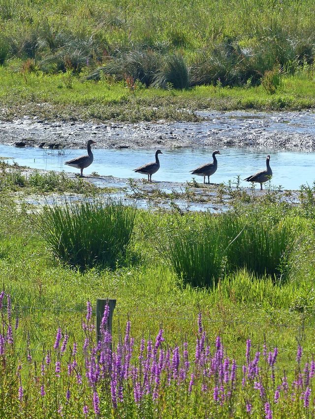 Watervogels Biesbosch