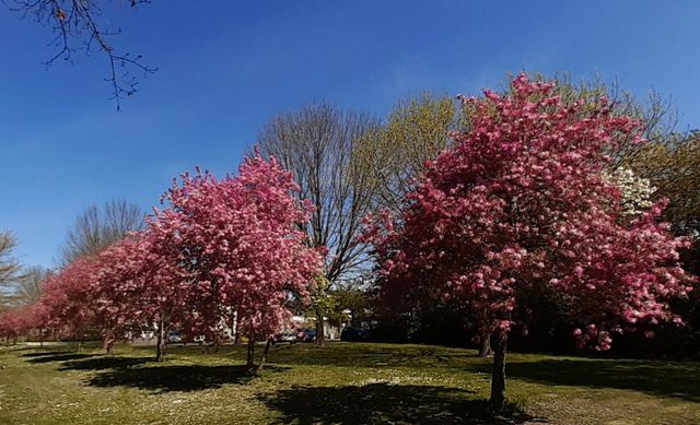 Blühende Bäume am Vlierpark in Deurne