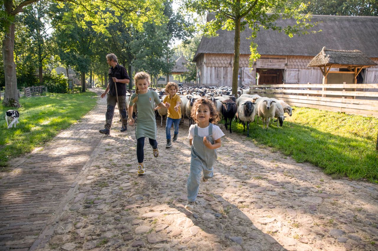 Kinderen rennen door Orvelte met op de achtergrond een schaapskudde en de herder.