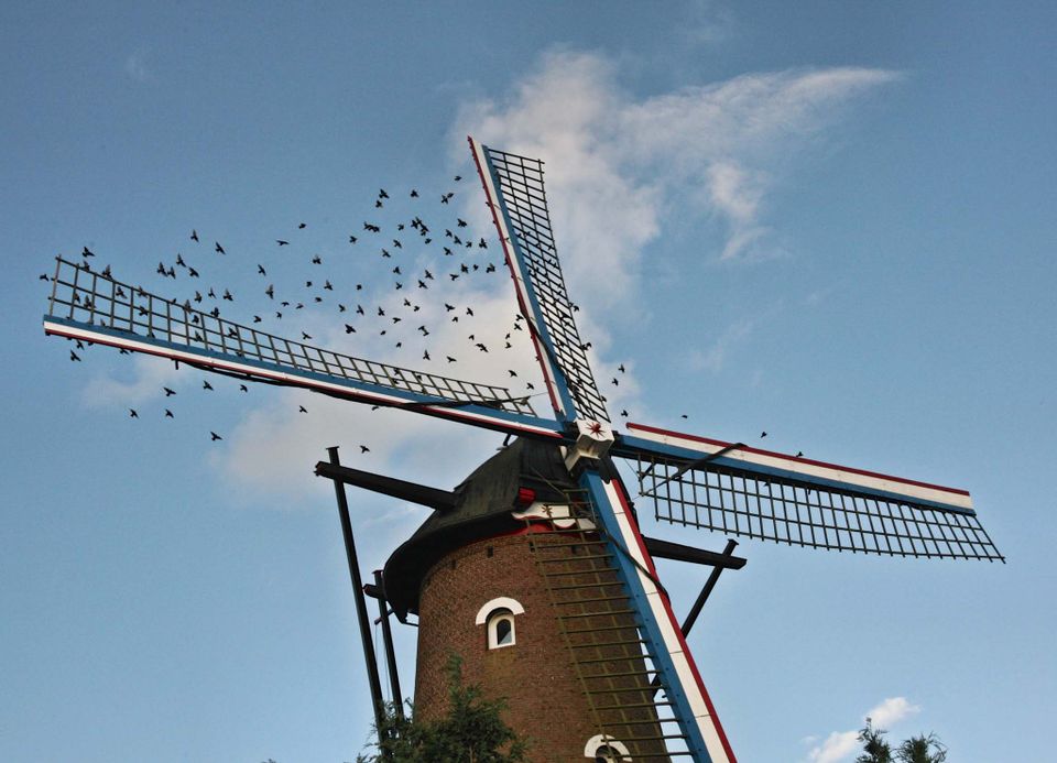 Picture of the mill Fleur in Zevenbergen.