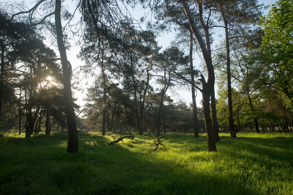 Een veld met bomen waar de zon tussendoor schijnt.