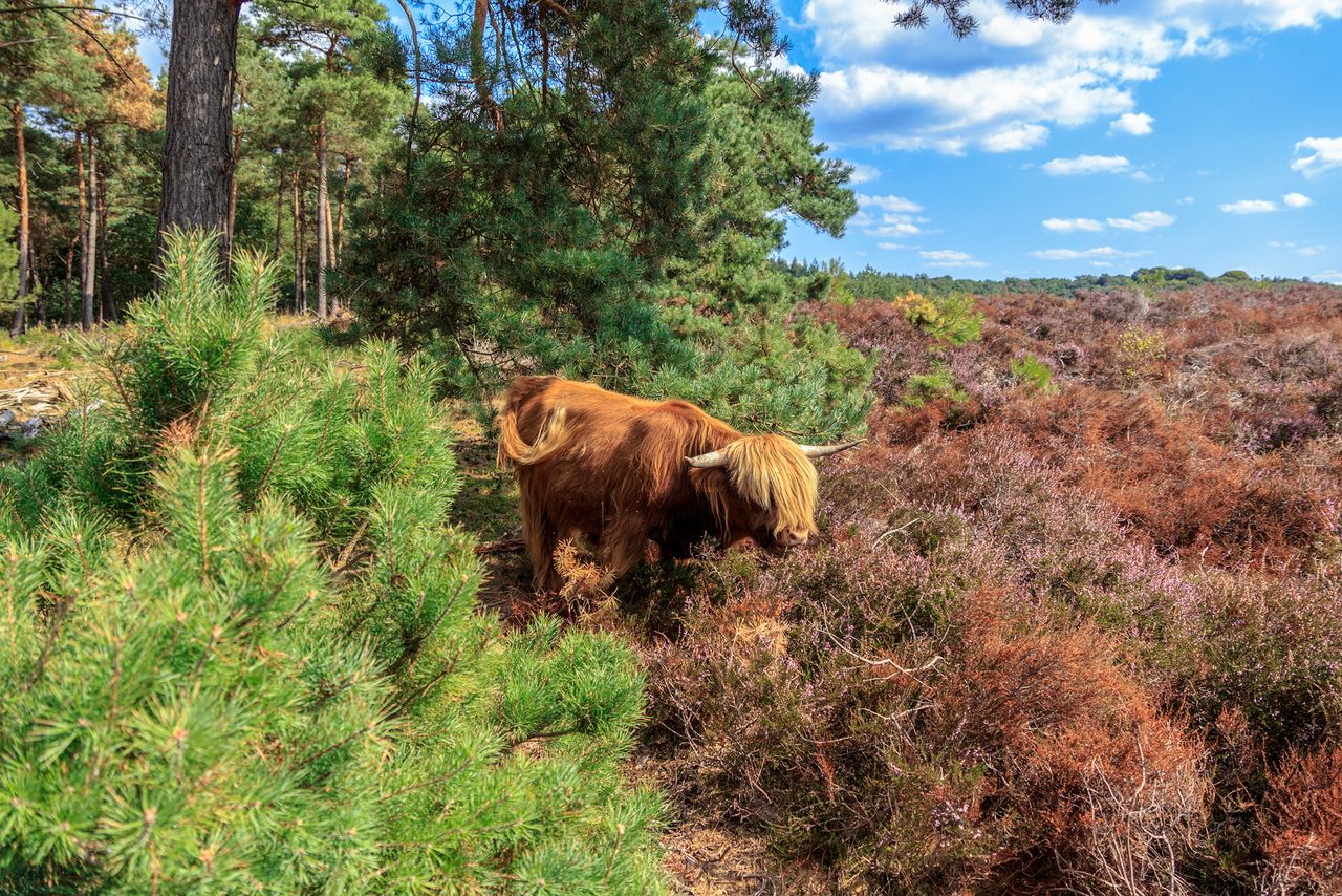 Natuur - Schotse Hooglander - Mookerheide - bos