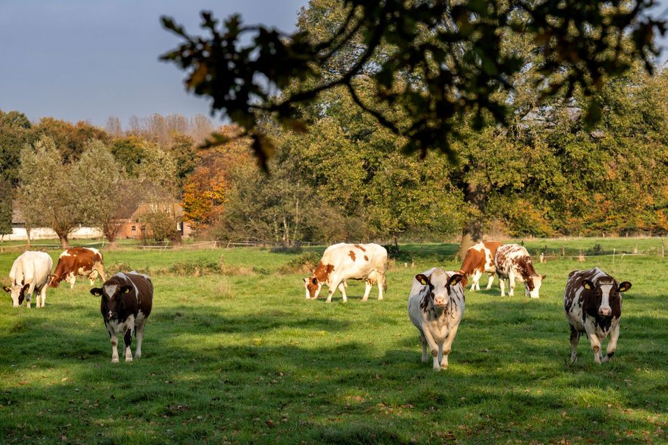 Grazende koeien op een weiland