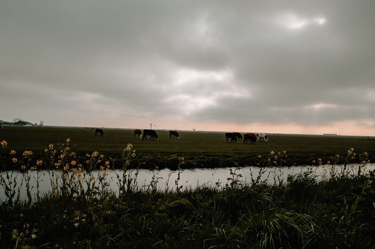 Molen koeien en water in Laag Holland