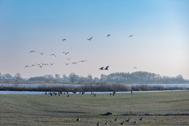 Varen in de winter door prachtige natuurgebieden met vogels.