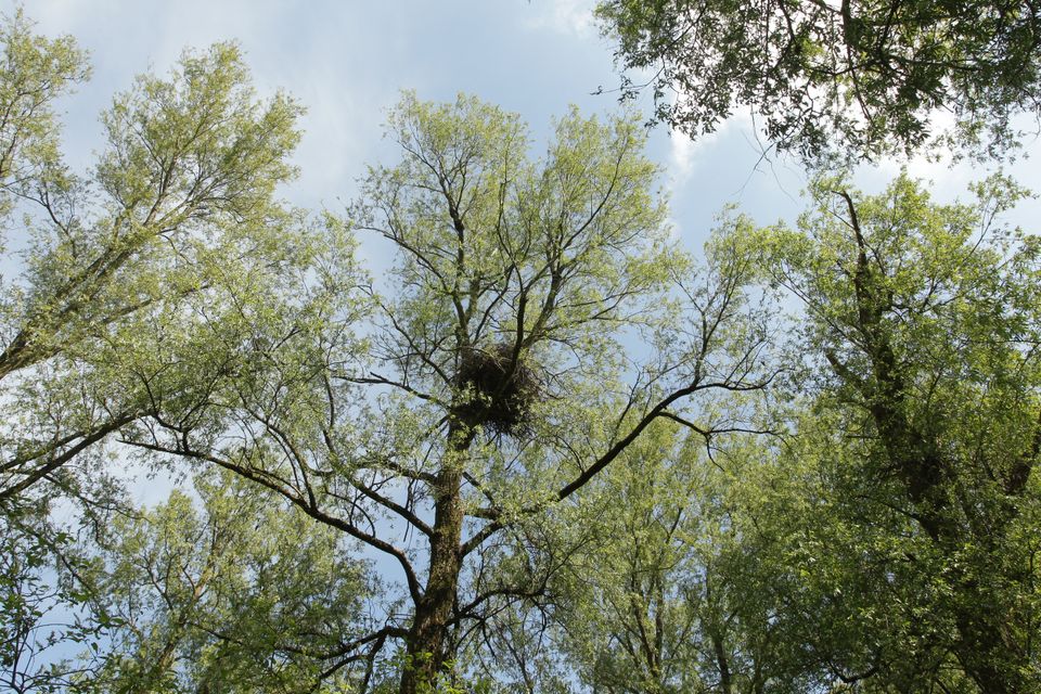 Een vogelnest hoog in de bomen van Flevoland