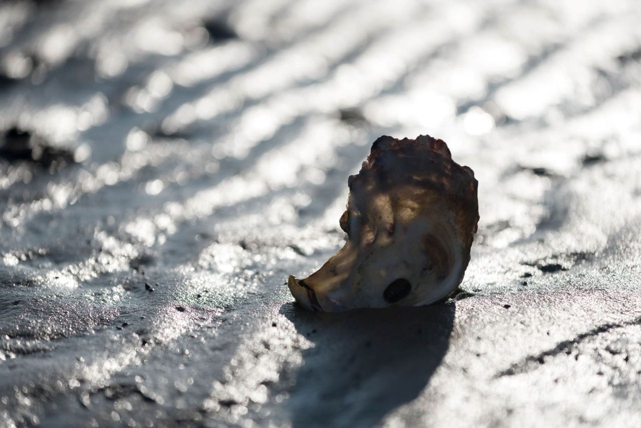 oesterschelp Vlieland met tegenlicht op nat zand met ribbels