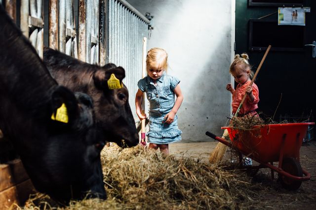 Kinderen helpen in de koeienstal bij de Lamperse Hei in Wanroij
