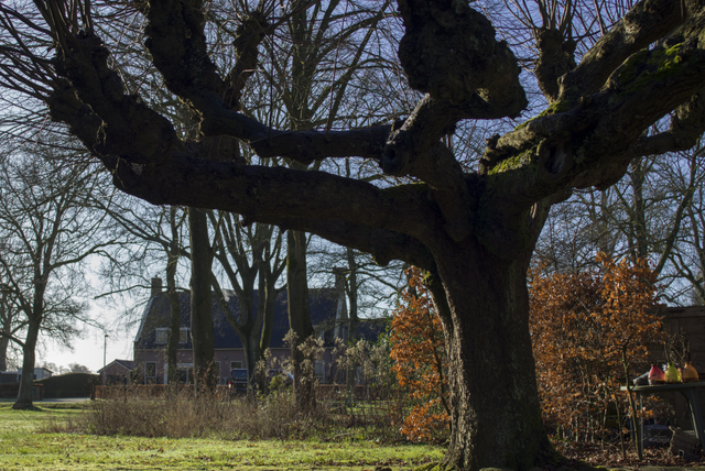 Een lindeboom op de plek waar Van Gogh een schets maakte van een appelboomgaard.