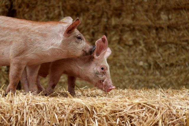 Schweine bei PorcusCampus in Aarle Rixtel