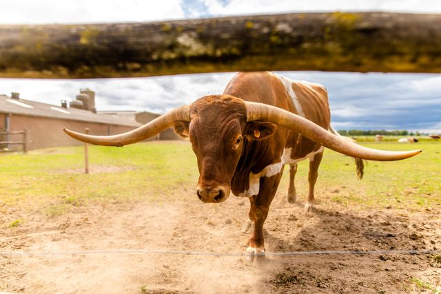 De Longhorn Ranch - Texas Longhorn runderen
