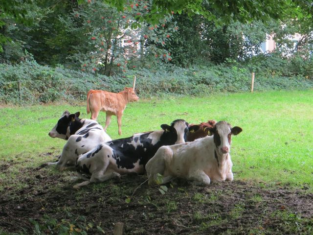 Koeien in de weilanden rond de Hoge Enk