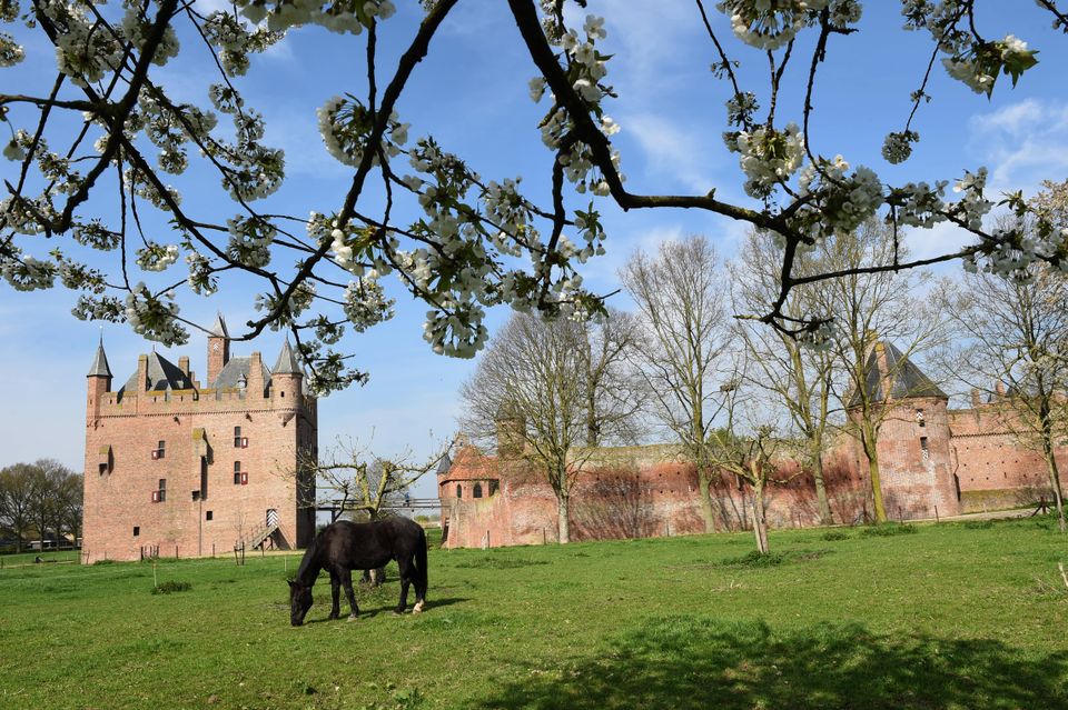 paard in weiland voor Kasteel Doornenburg