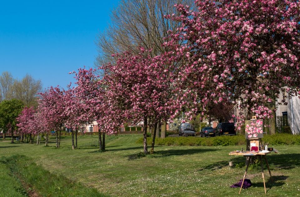 Bloeiende appelbomen in het Vlierpark Deurne visualiseren de Peelrandbreuk.