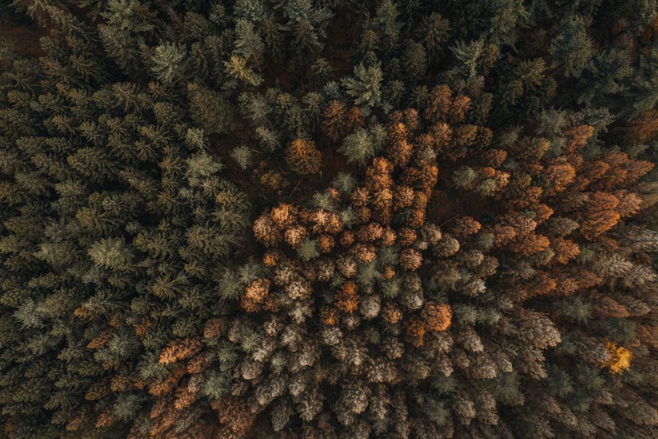 Een luchtfoto van een bos in herfstkleuren.