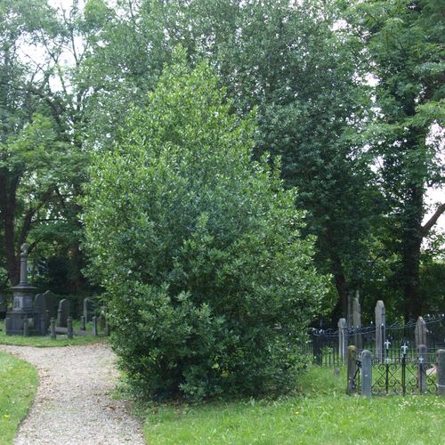The holly on the old cemetery