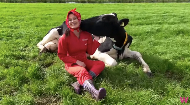 Cow hugging Netherlands Friesland