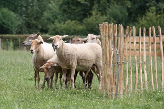 Een foto van schattige schapen bij De Schaapskooi.
