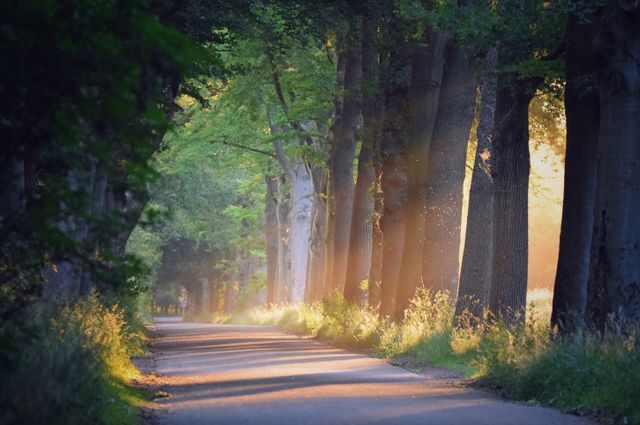 Een weg in Oudemirdum met aan de zijkant bomen waar de zon door heen schijnt.