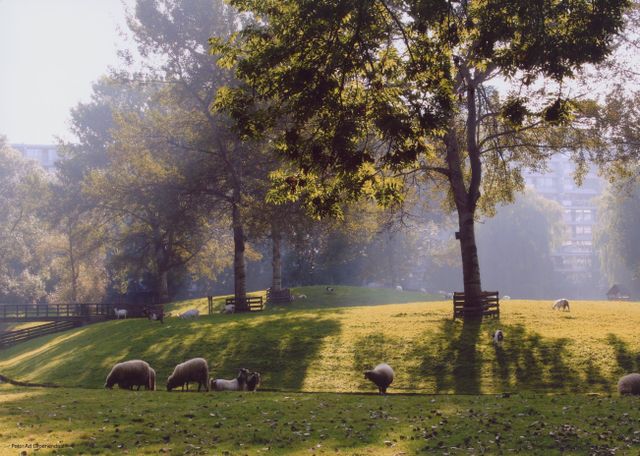 Stadsboerderij het Buitenbeest met schapen in het weiland.