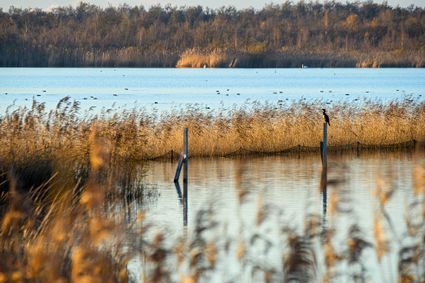 Naardermeer Watervogels