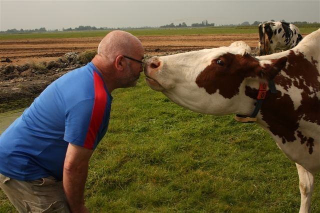 Een man die een koe aan het knuffelen is