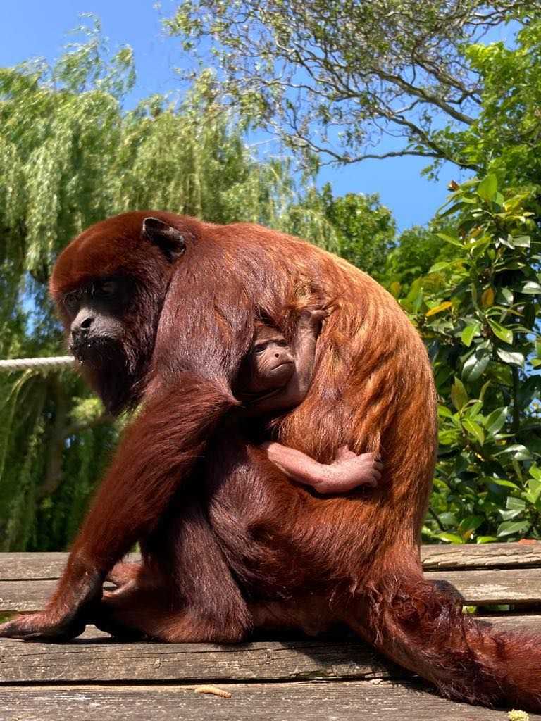 Een klein aapje die een volwassen aap een knuffel geeft.