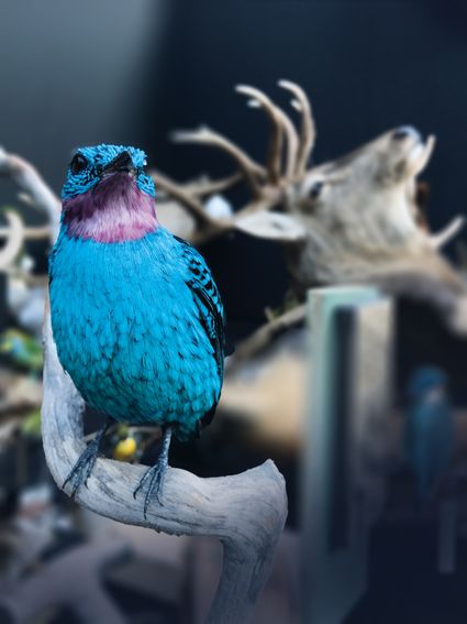 Opgezette vogel met mooie kleuren