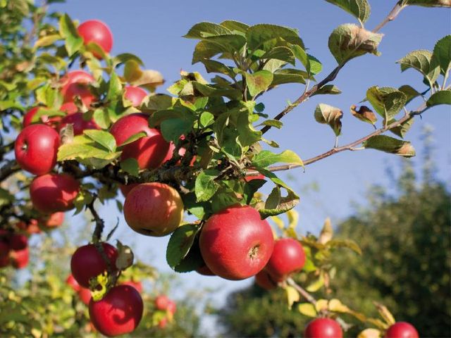 Appels in appelboom
