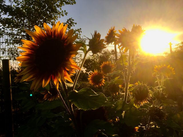 Sunflowers in the allotment garden at the Streek in Etten-Leur
