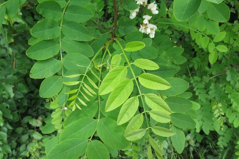 The leaves of a Robinia