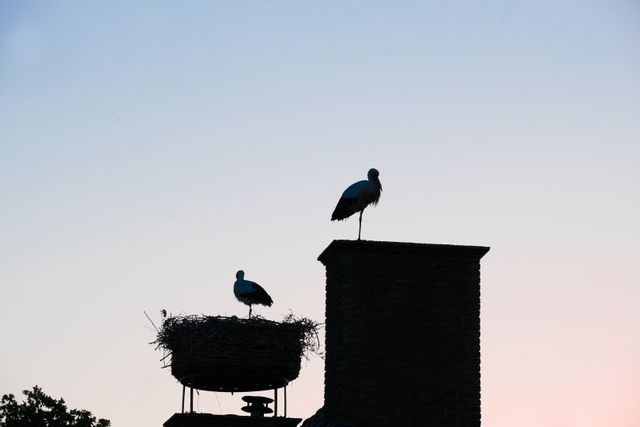 Ooievaars op het nest in het Markdal bij Breda