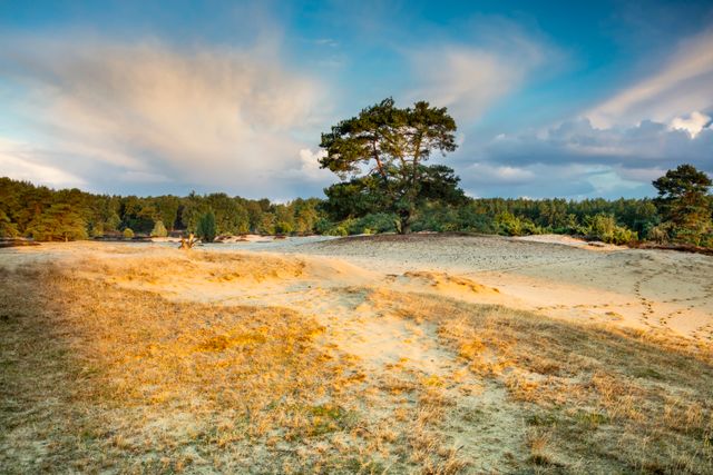 Een grote zandvlakte bij natuurgebied Drouwenerzand met op de achtergrond bomen, een blauwe lucht en de zon.