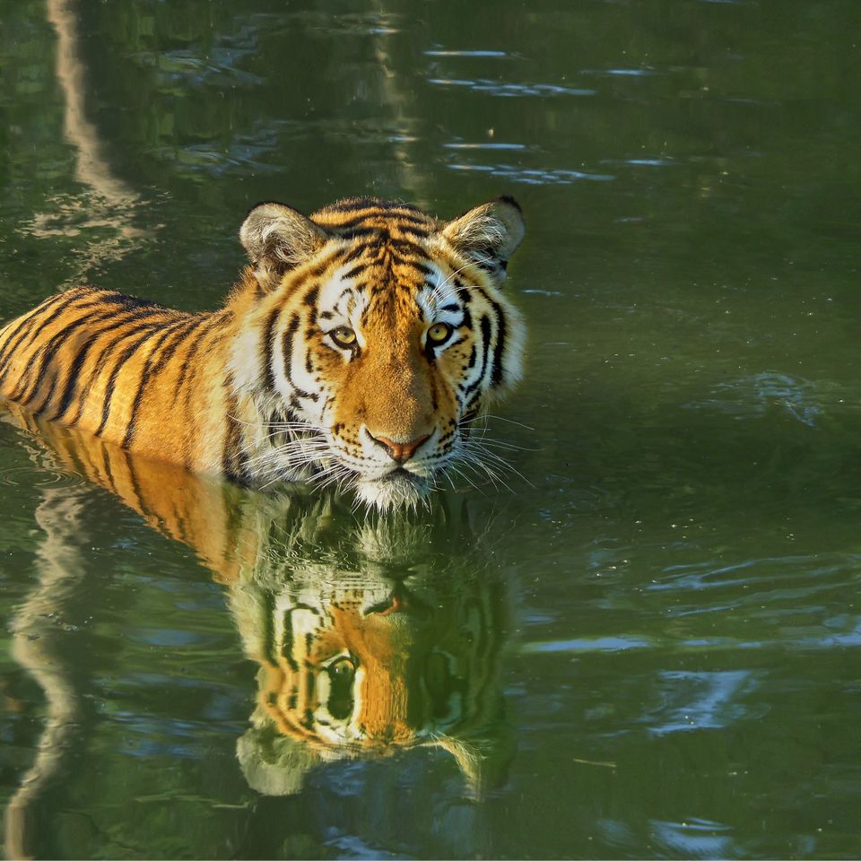 Amur-Tiger im Wasser