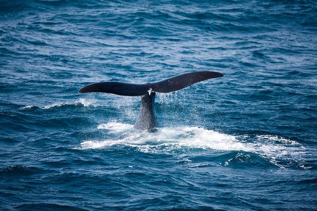Een walvis komt met zijn staart boven het water uit