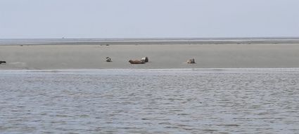 Zeehonden op Kuipersplaat