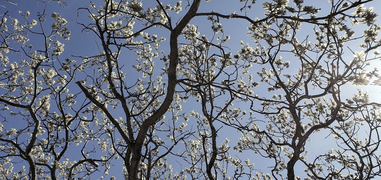 Uitlopende boom in het voorjaar