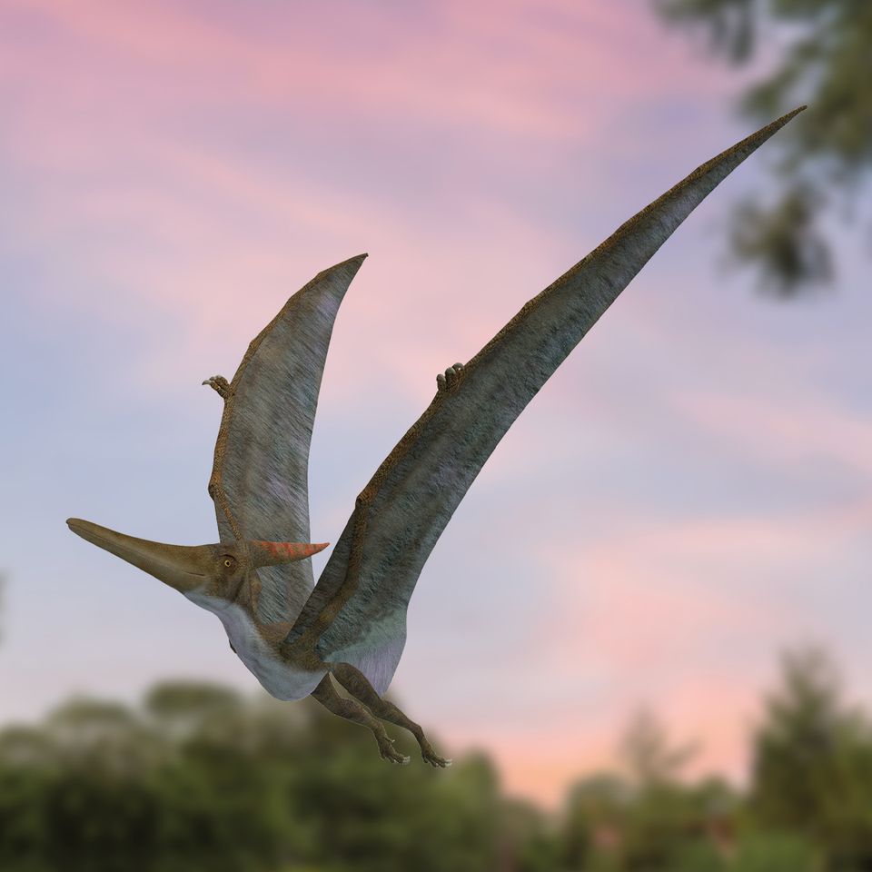 Pterodactylus in AquaZoo