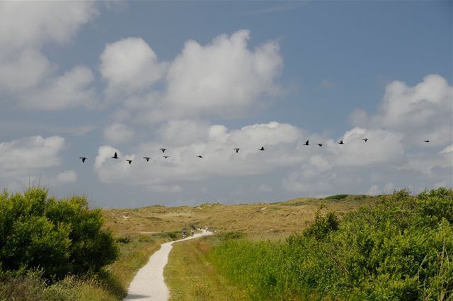 Fietspad in duinen Vlieland met fietsers en ganzen