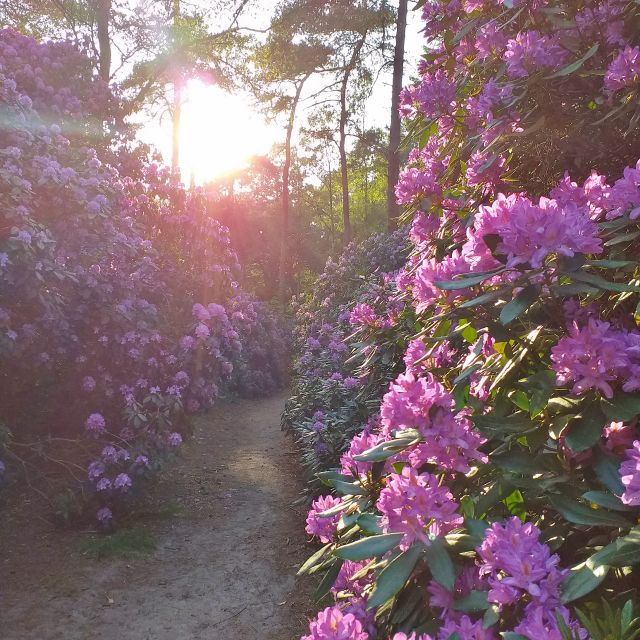 Rododendronvallei Birkhoven