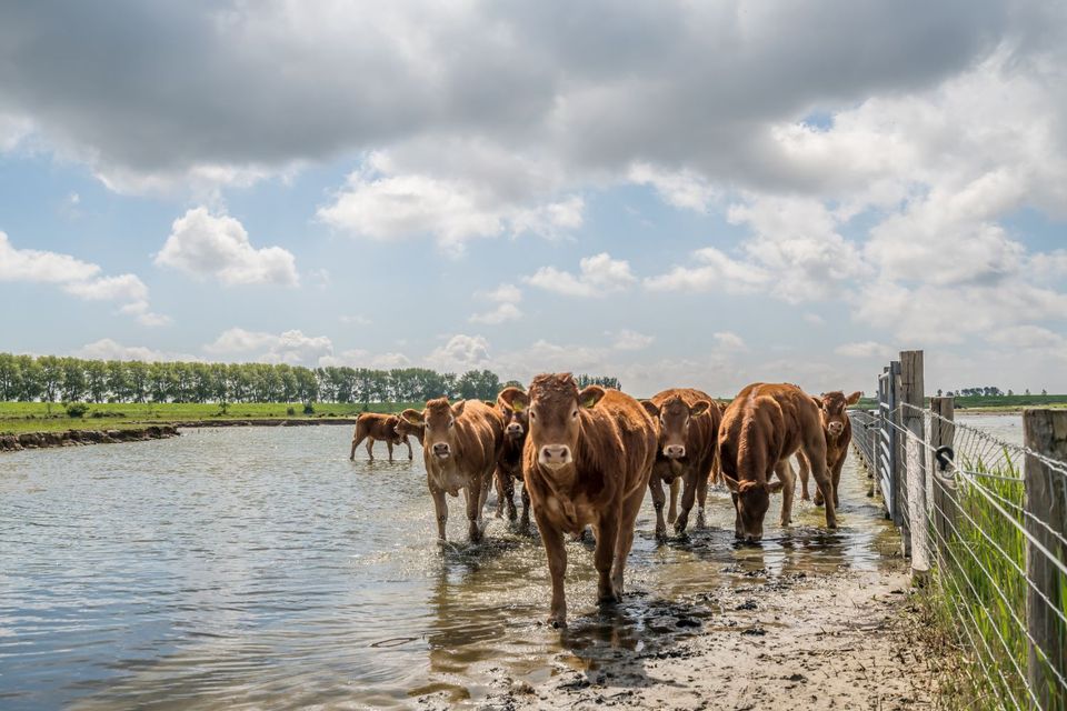 Op-Schouwen-Duiveland-Grevelingenmeer-Koeien-In-Het-Water-Langs-Weiland