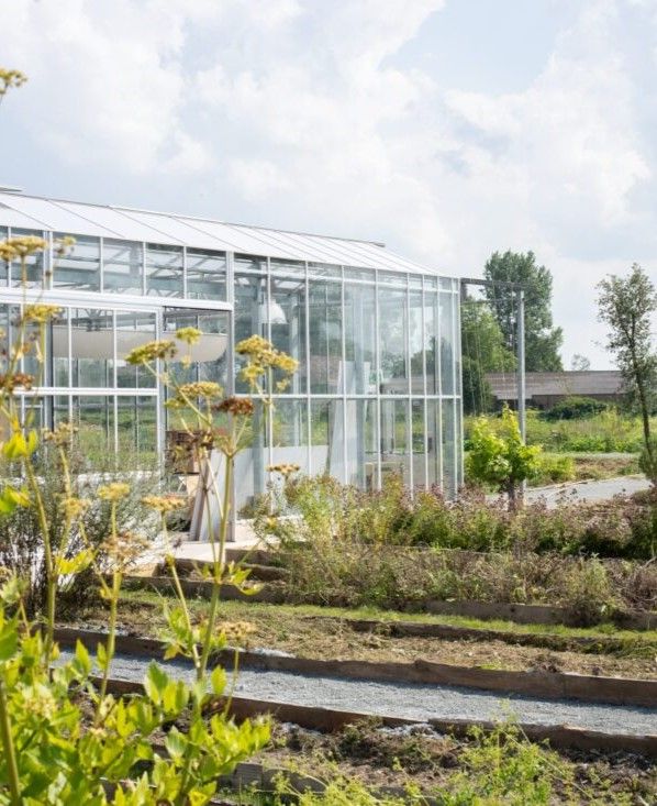 Een moestuin waarin planten groeien, op de achtergrond een glazen plantenkas.