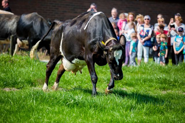 Koeien in de wei bij de Volkelse Hooiberg
