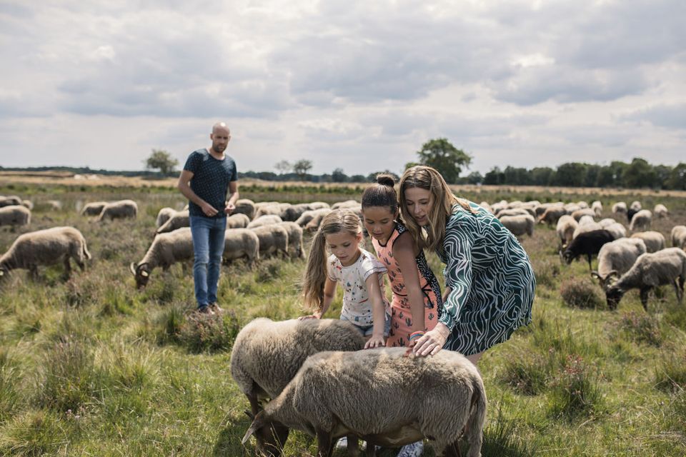 Gezin dat tussen de schapen staat op het Nationaal Park Dwingelderveld