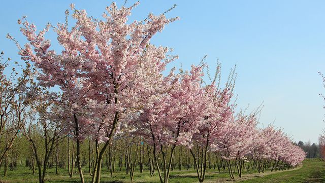 Foto van bomen met roze bloesem.