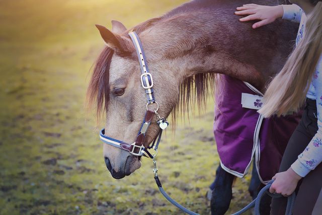 Foto van een paard in het weiland. Het meisje aait het paard en houdt hem vast aan de teugels.