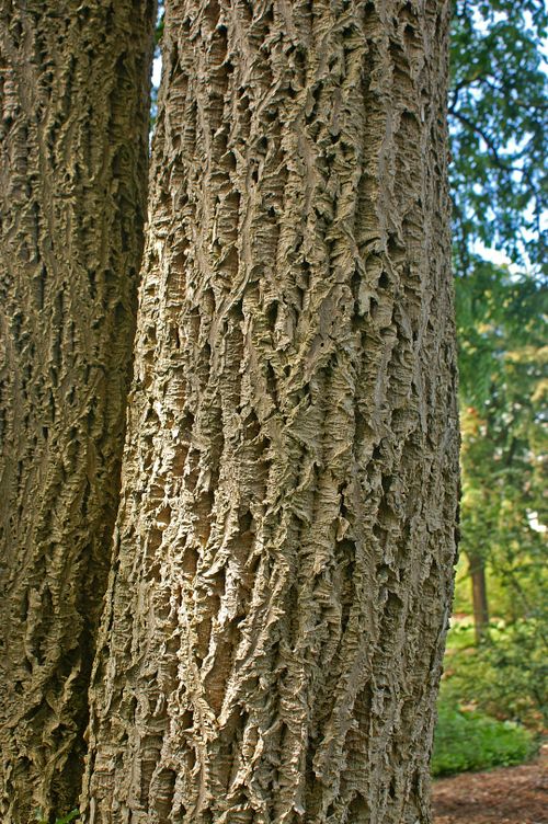 The bark of a Cork tree