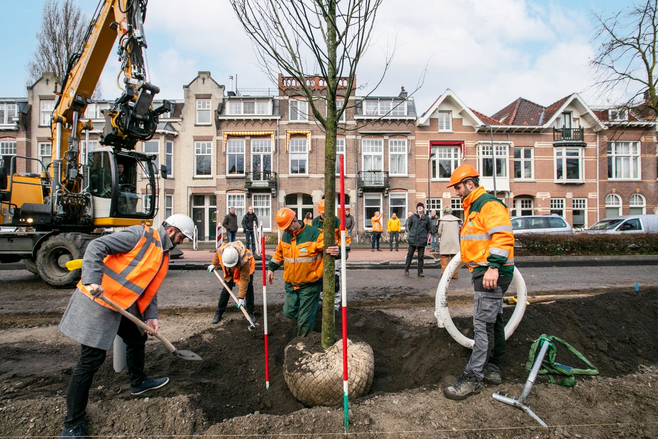 Foto van planten boom Koningsweg