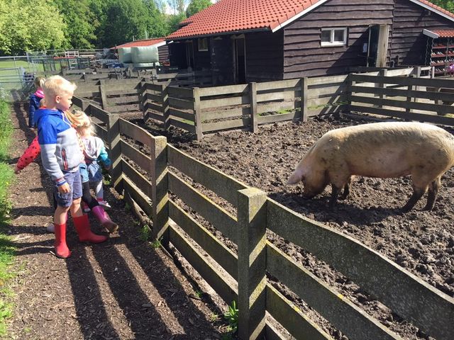 Kinderen kijken naar een varken dat achter een hek staat op de kinderboerderij Emmelerbos in Emmeloord in de Noordoostpolder.